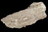 Fulgurite - Petrified Lightning #90353-1